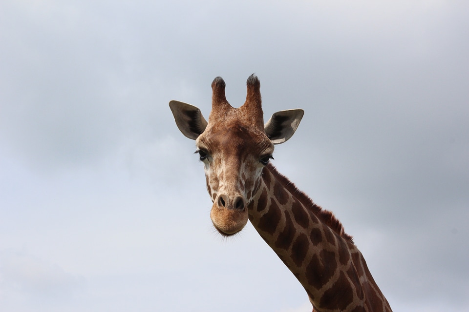 Safari mammal serengeti park