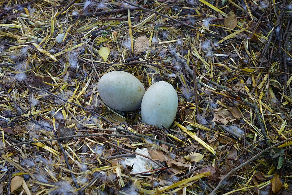 Nest swan's nest scrim