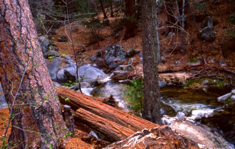 2010XXXX-FS-San Bernardino NF-Fuller Mill Cr-TP-001