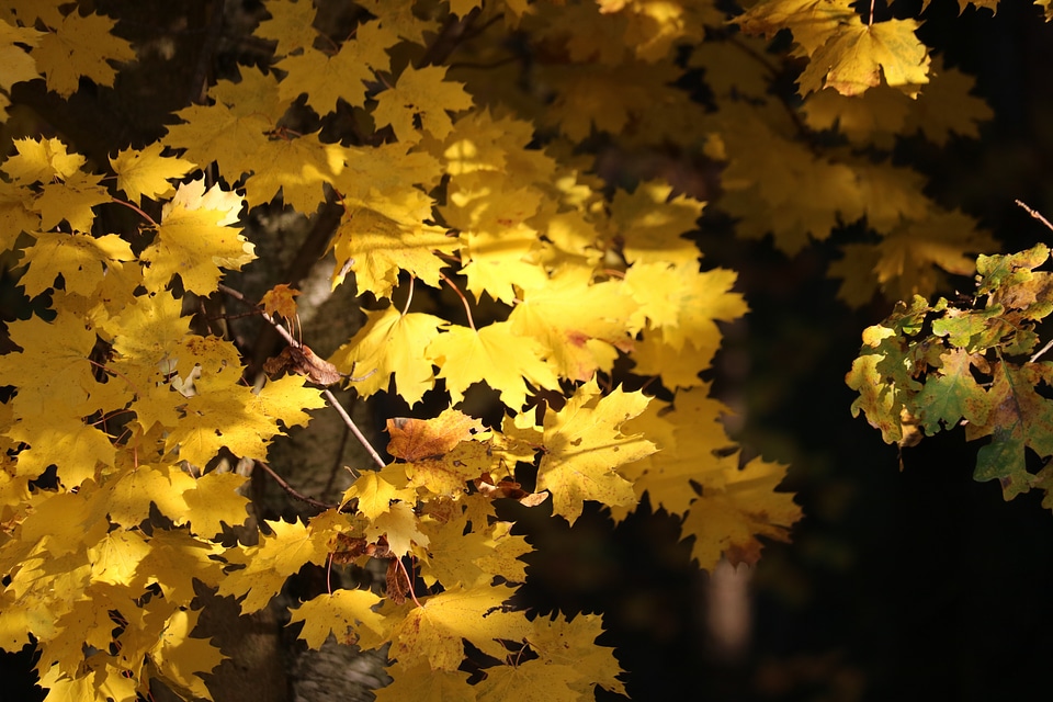 Leaves in the autumn golden autumn tree
