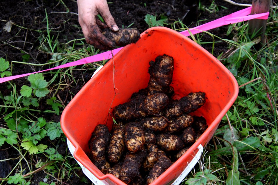 tlingitpotatoharvest-TongassNF-2020009-001