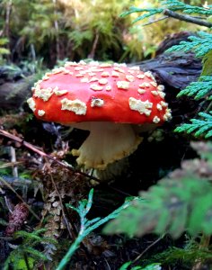 20191104-FS-Tongass-NVS-001