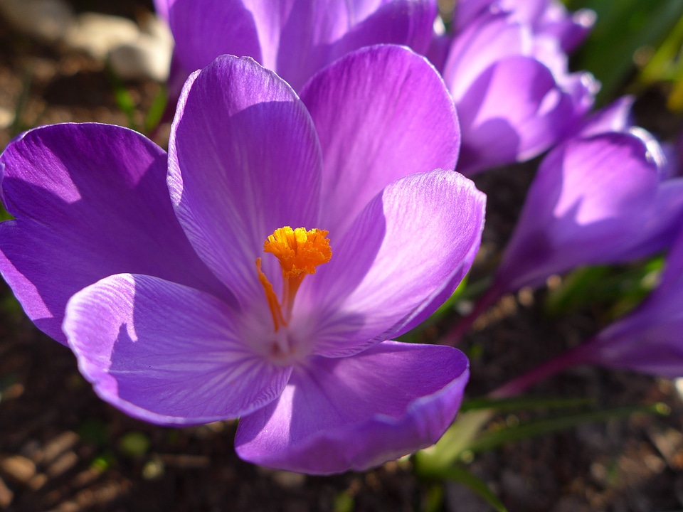 Purple blossom bloom