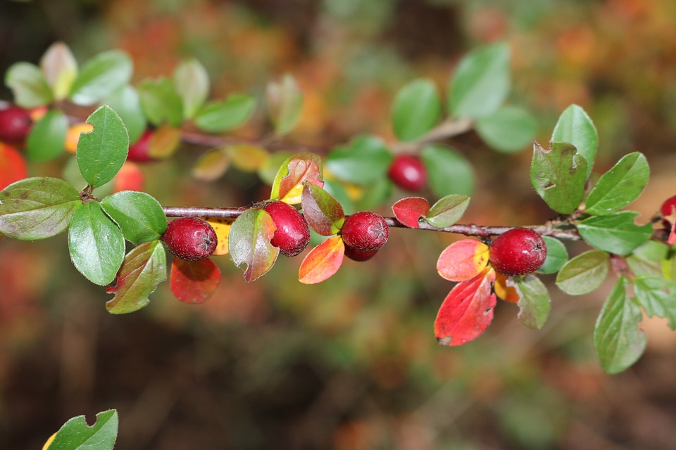 Autumn bush aesthetic