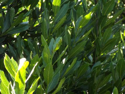Laurel y sol