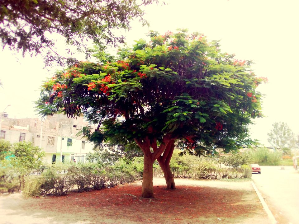 Árbol