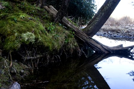 roots