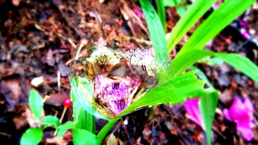 May 10, 2020 after the rain - bubble photo