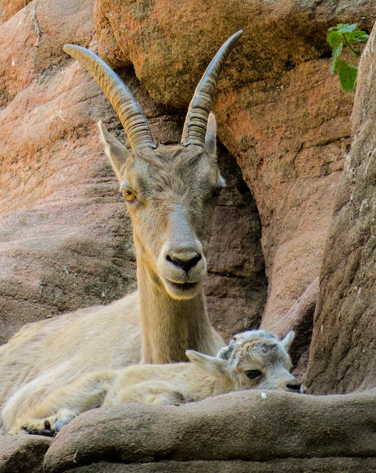 Alpine horns young animal