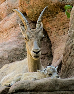 Alpine horns young animal