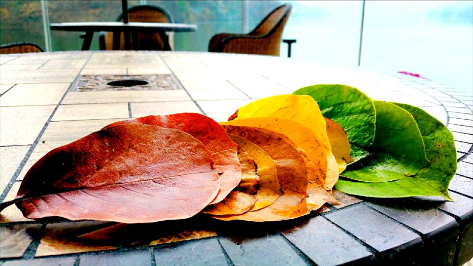 November 13, 2019  HJ Magnolia Cafe - magnolia leaves (rainy day)