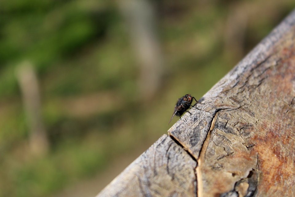Animals in the forest. Donkey, Dogs and fly.