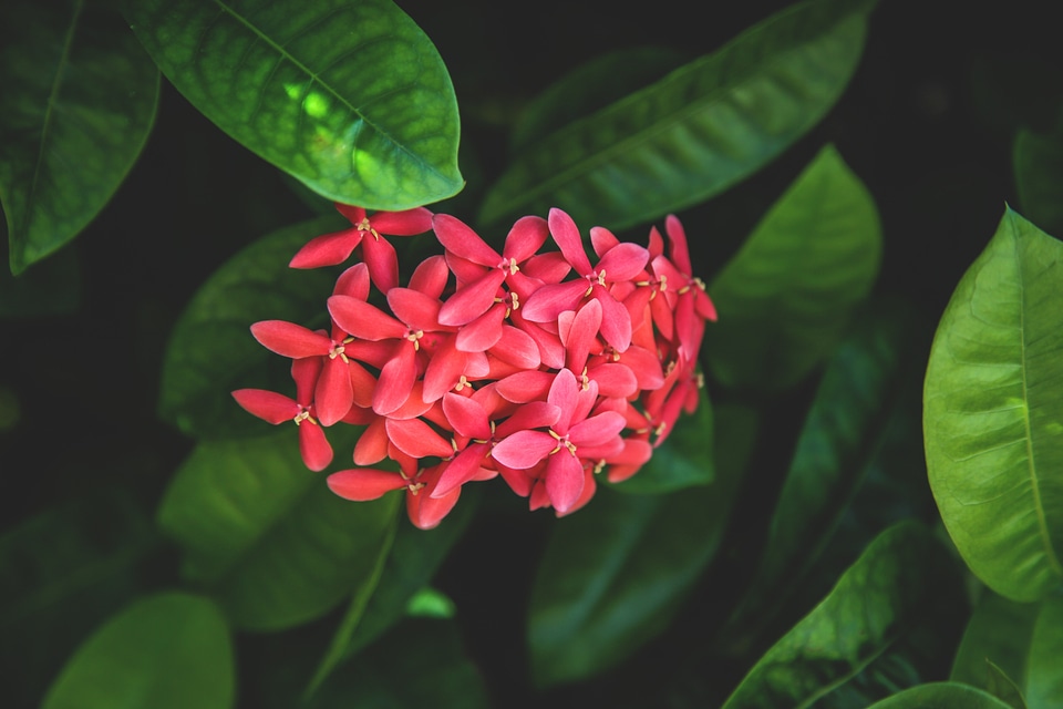 Leaves plant green
