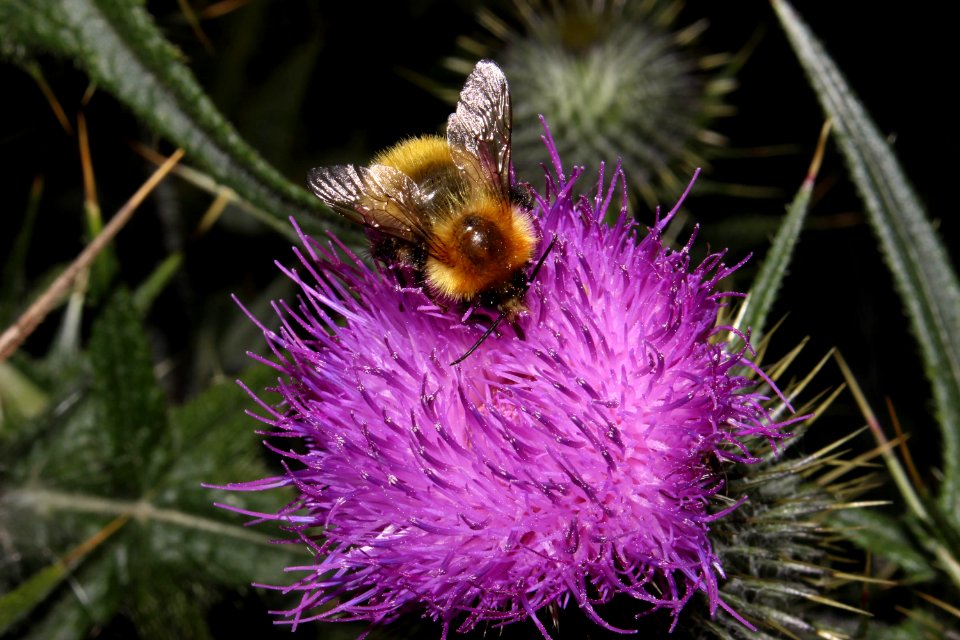 bees-3