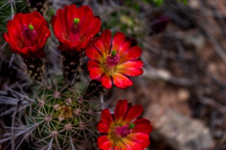 20170401-FS-Coconino-DLS-010