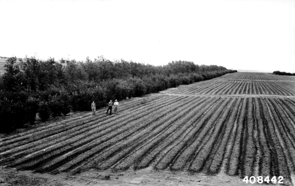 1941XXXX-FS-Texas-WHS-4084421