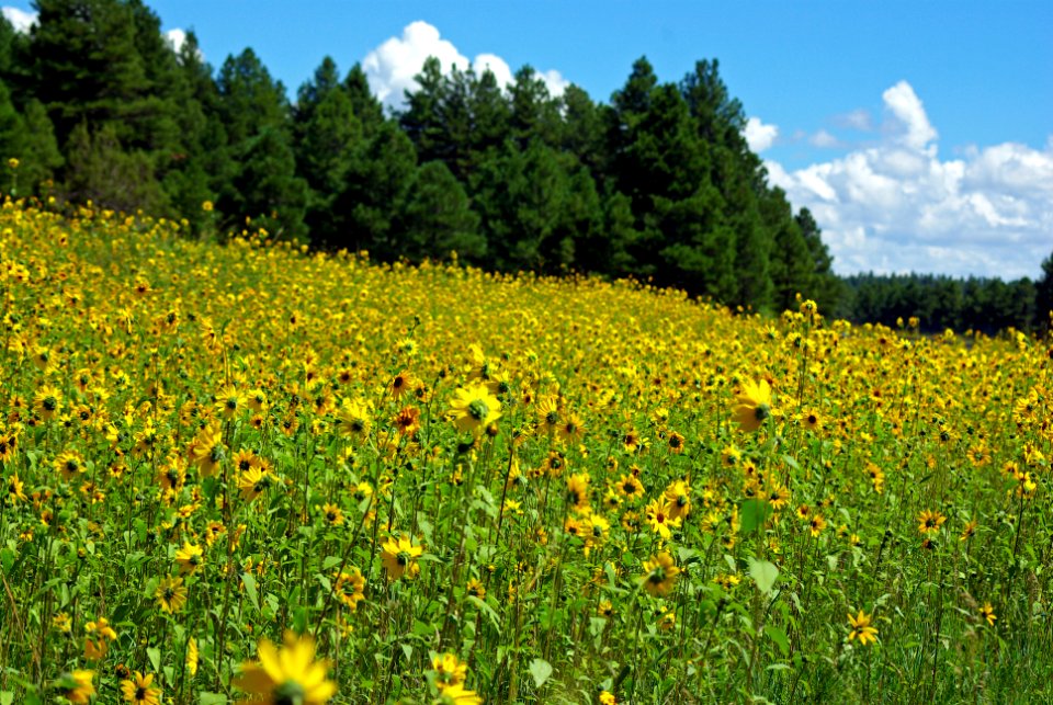 20100822-FS-Coconino-GG-004