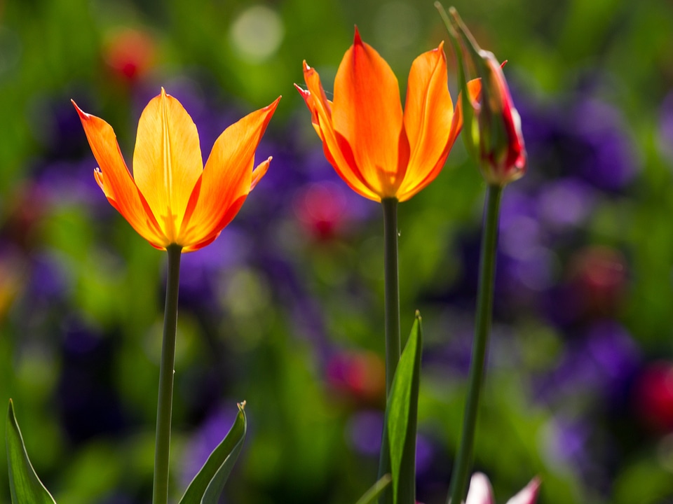 Colorful flowers macro