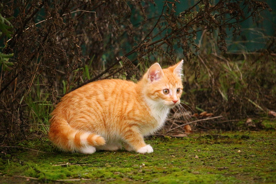 Cat baby young cat red cat