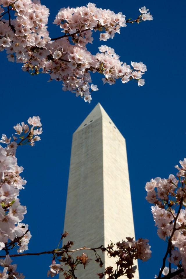 20190401-FS-CherryBlossoms-LSC-009