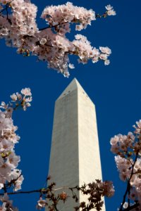 20190401-FS-CherryBlossoms-LSC-009