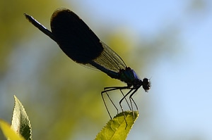 Dragonfly nature fauna
