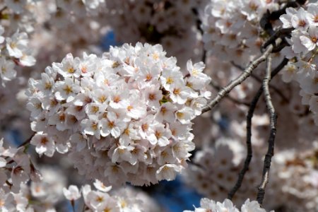 20190401-FS-CherryBlossoms-LSC-020