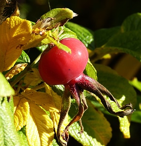 Wild rose bush fruit photo