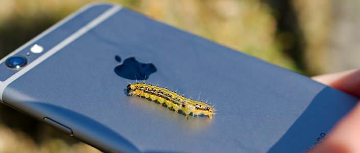 Box Tree Moth's (Cydalima perspectalis) caterpillar on the back of an iPhone