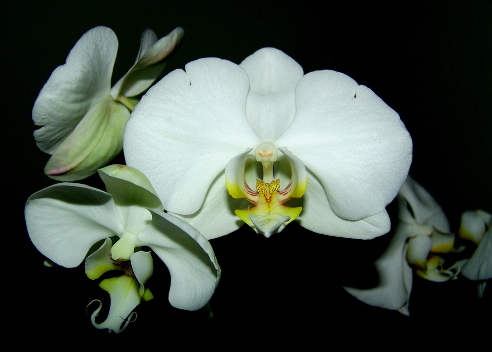 Orchid white flower