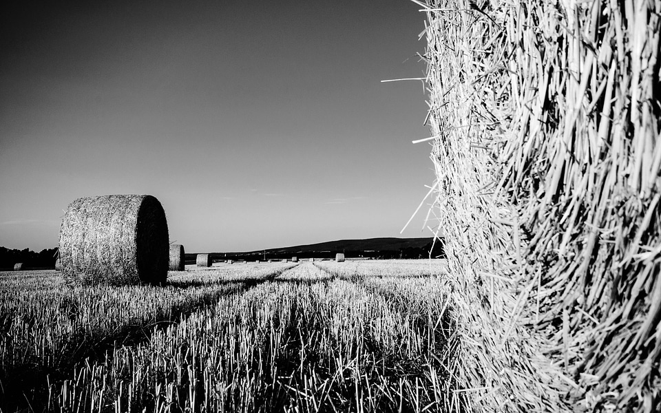 Harvest landscape stubble