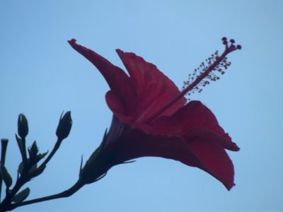 Rosa china y cielo