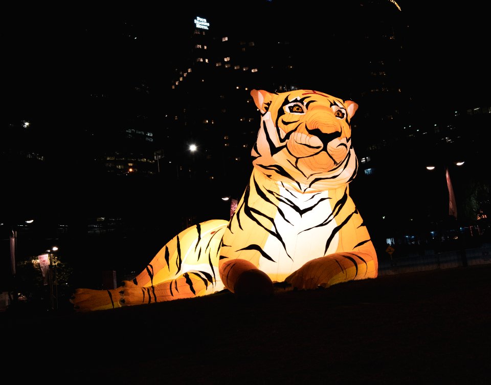 Tiger @ Lunar New Year at Sydney Lunar Festival 2019