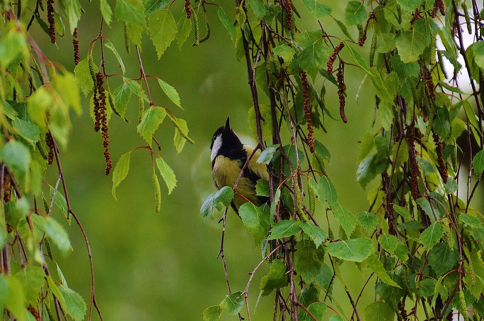 Nature small bird animal
