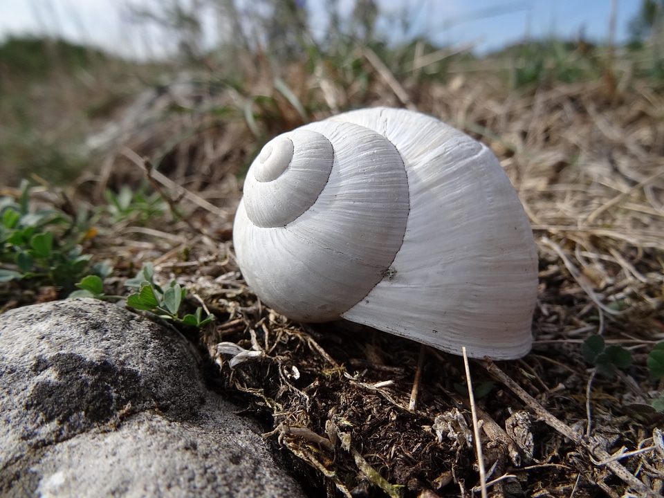 Animal small grass
