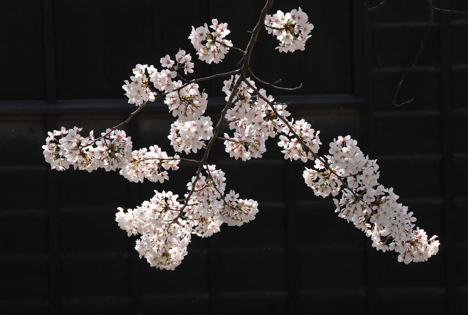 Flowers pink sakura