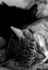 Two cats