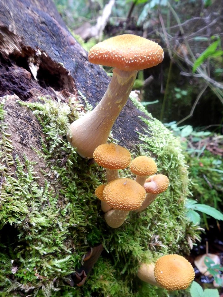 180918-fs-chippewa-mlp-mushroomamanita-1