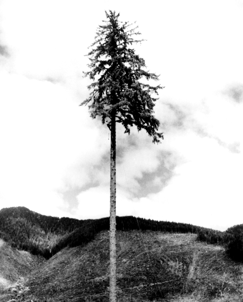 19570814-FS-Tongass-LJP-485169