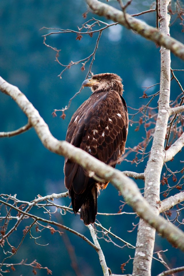 20110103-FS-Tongass-JW-002
