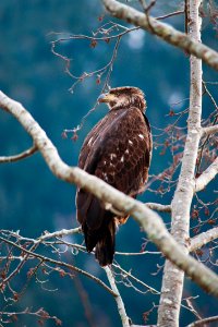 20110103-FS-Tongass-JW-002 photo