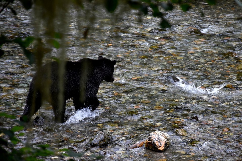 180823-fs-tongass-par-149 43609995264 o