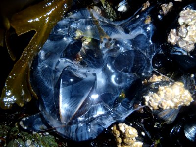 20100809-FS-Tongass-TF-001