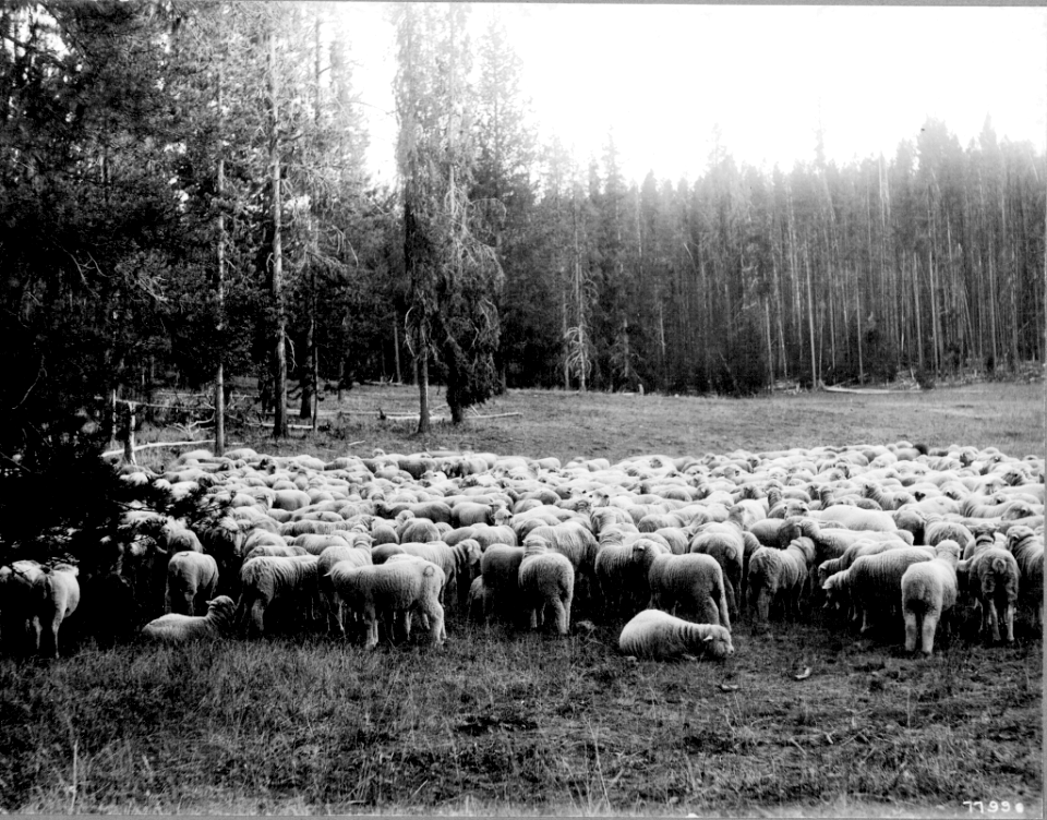 1908XXXX-FS-Wallowa-WJL-77990