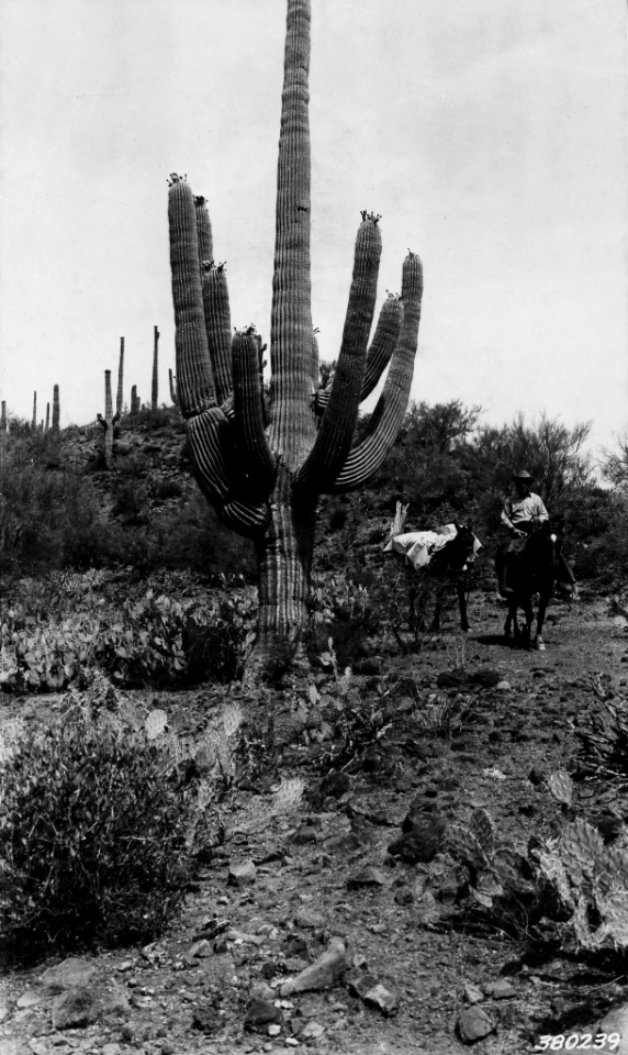 193905XX-FS-Tonto-FLK-380239