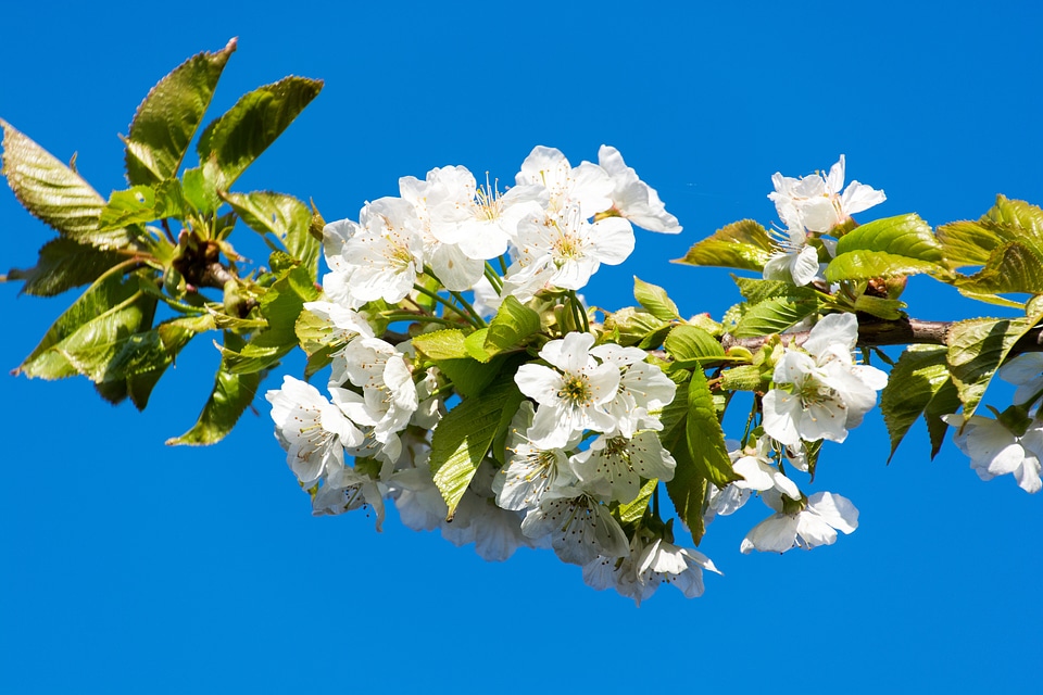 Blossom bloom cherry tree