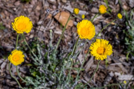20170410-FS-Coconino-DLS-001