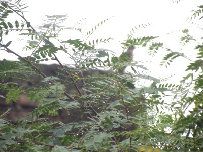 Acacia y lluvia photo