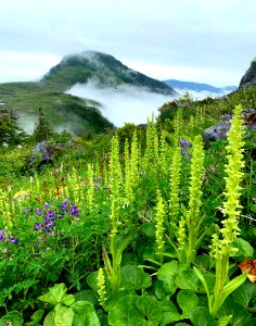 20191104-FS-Tongass-SS-001