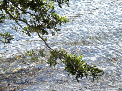 Lago y Arboles photo